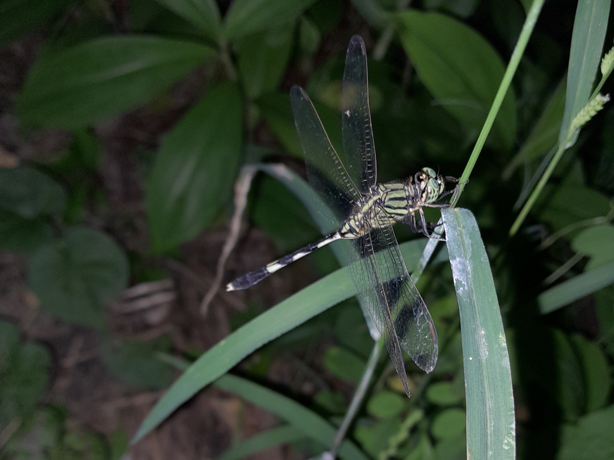 Slender Skimmer