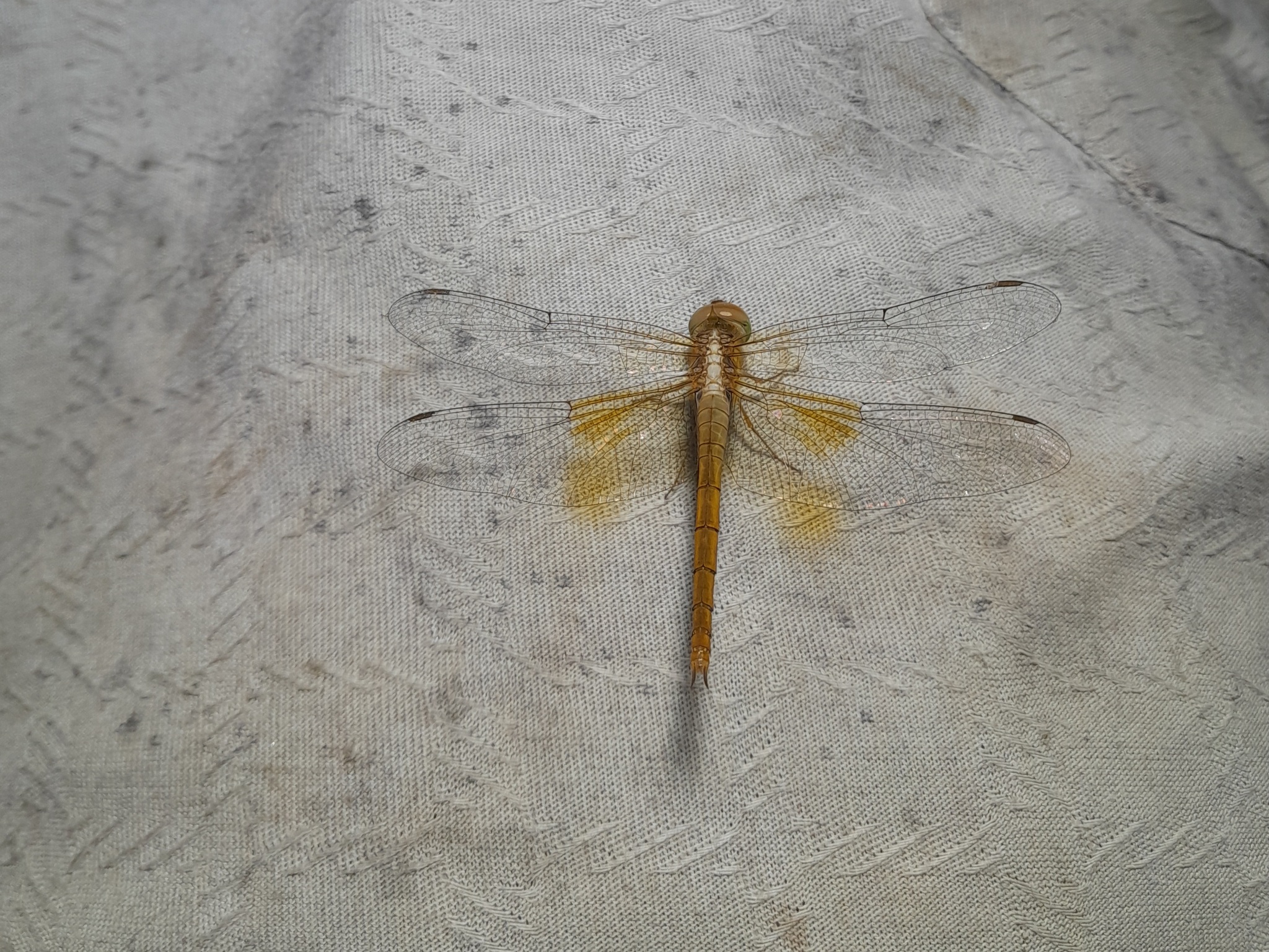 Coral-Tailed Cloudwing