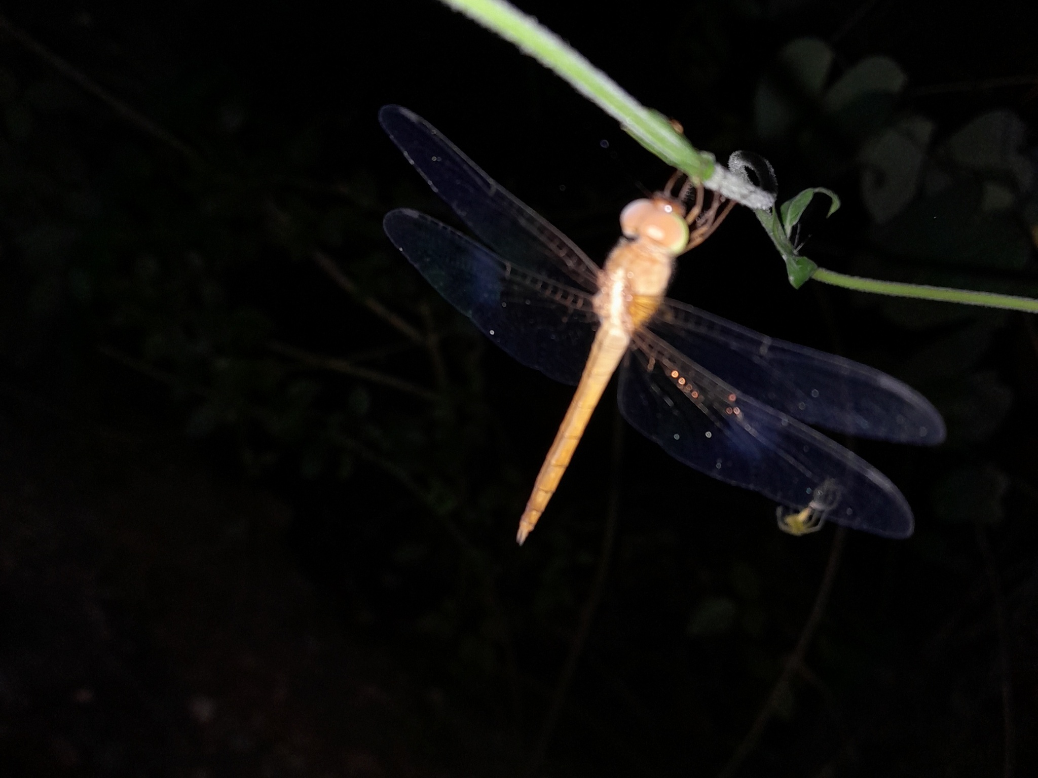 Coral-Tailed Cloudwing