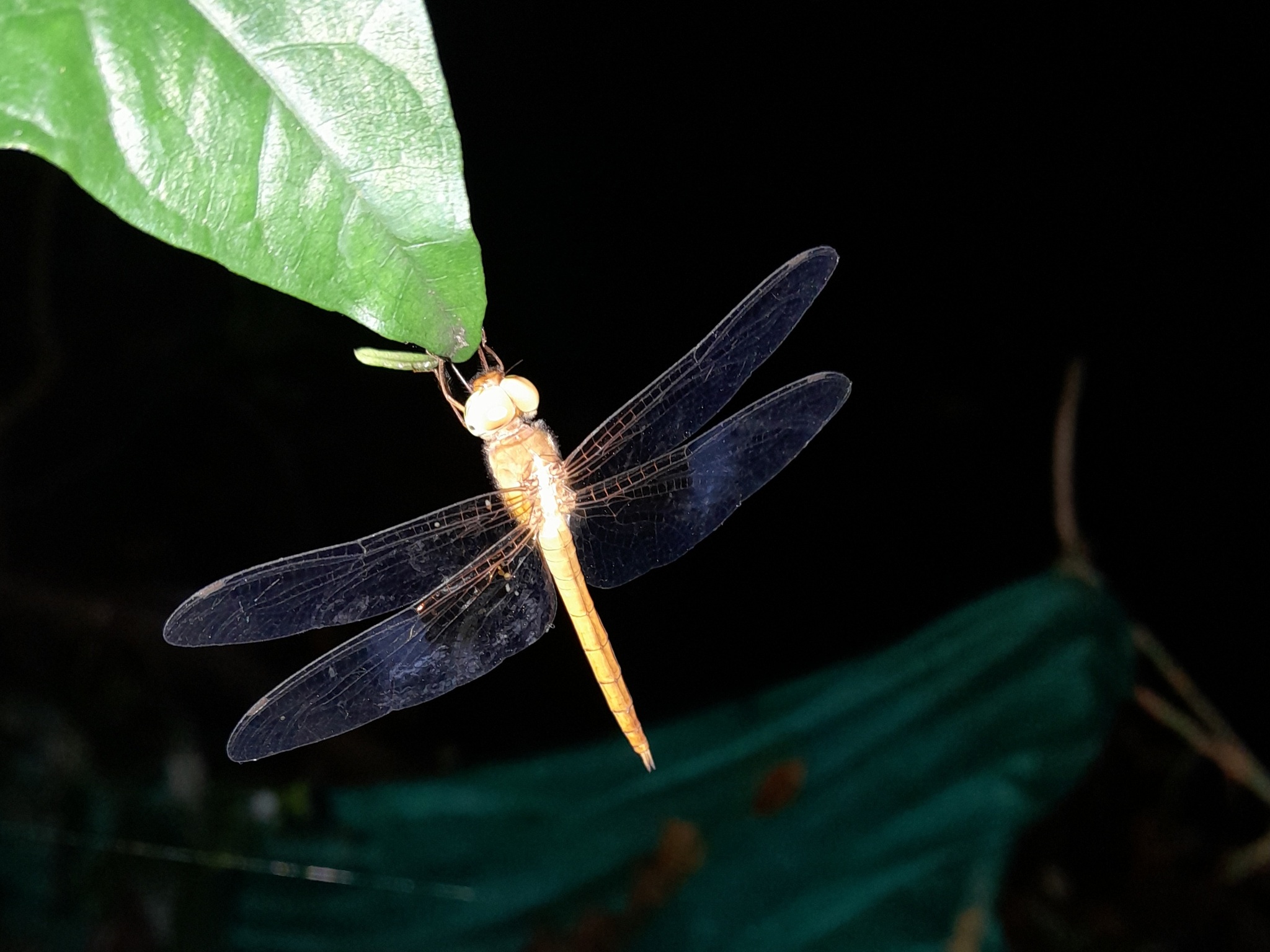 Coral-Tailed Cloudwing