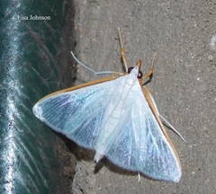 Diaphania costata