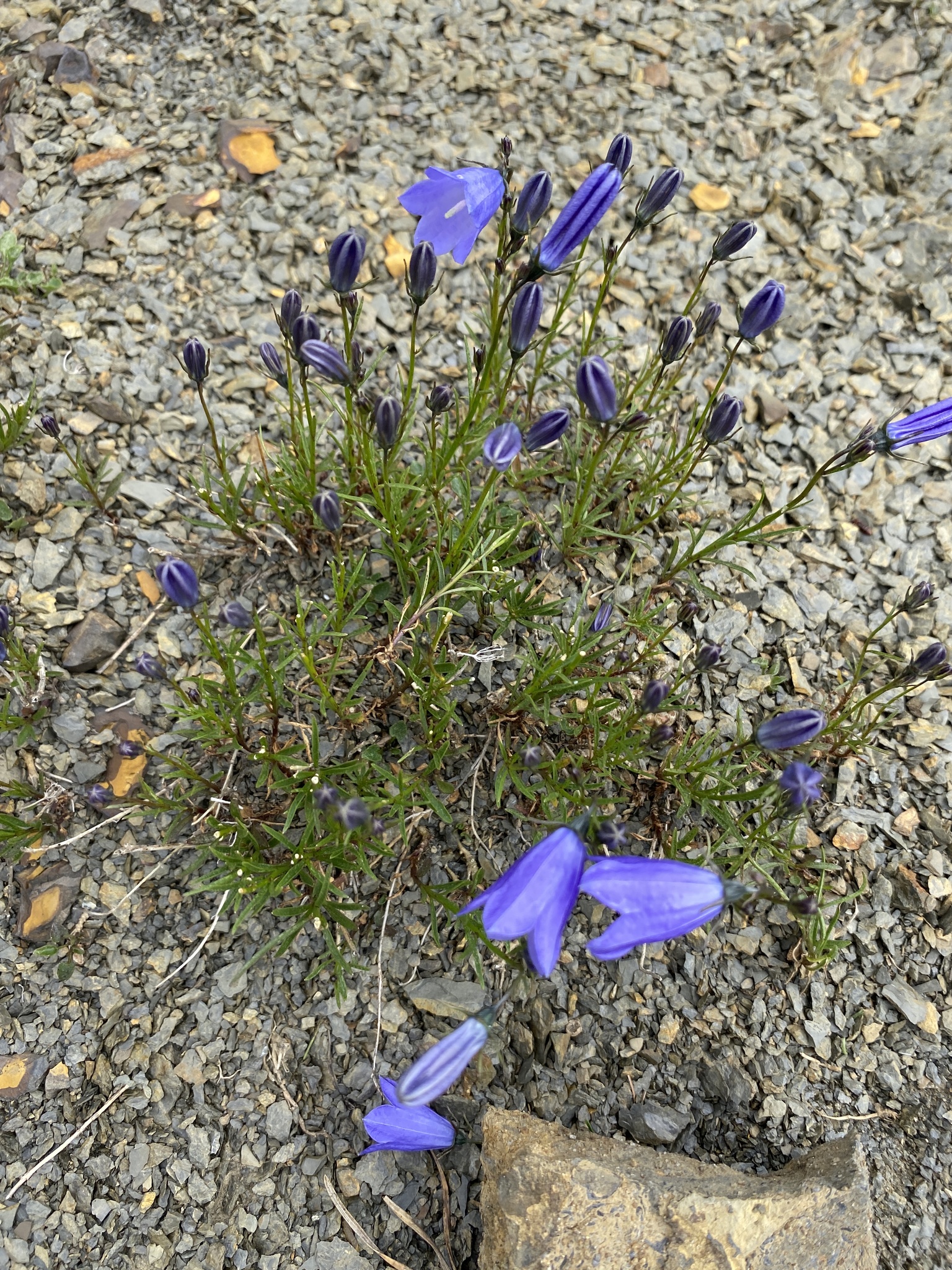 Campanilla de los Cárpatos