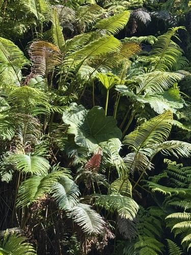 Gunnera kauaiensis observed 2025-06-21