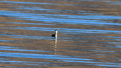 Podiceps nigricollis