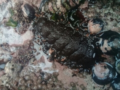 Acanthopleura echinata image