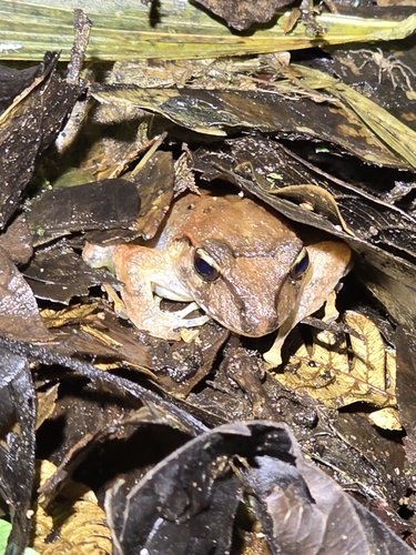 Dirt Frog, Craugastor crassidigitus