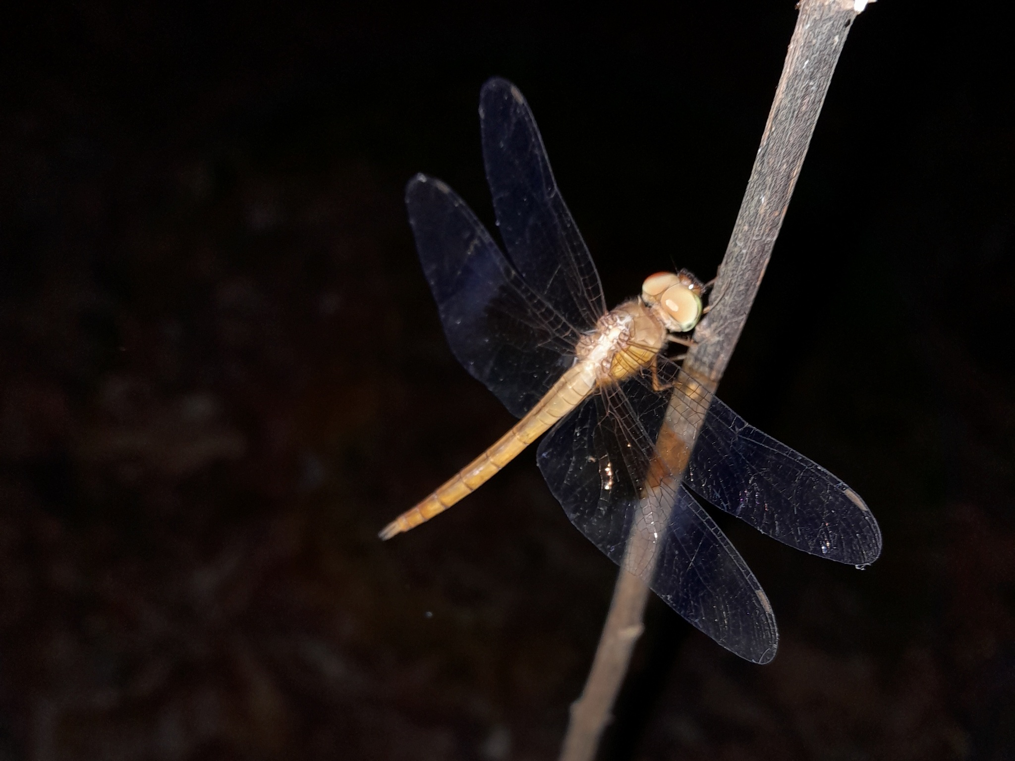 Coral-Tailed Cloudwing