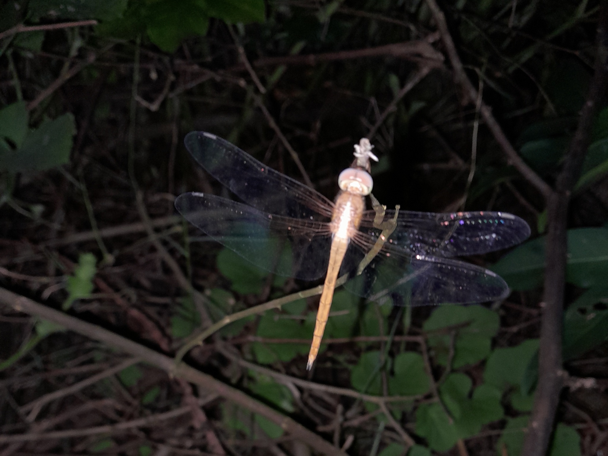 Coral-Tailed Cloudwing