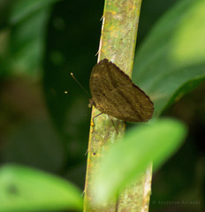 Bebearia cocalia continentalis