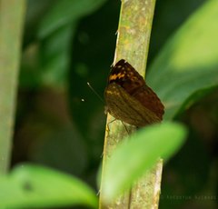 Bebearia cocalia continentalis
