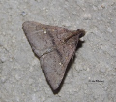 Hypenula cacuminalis