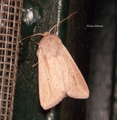 Leucania inconspicua