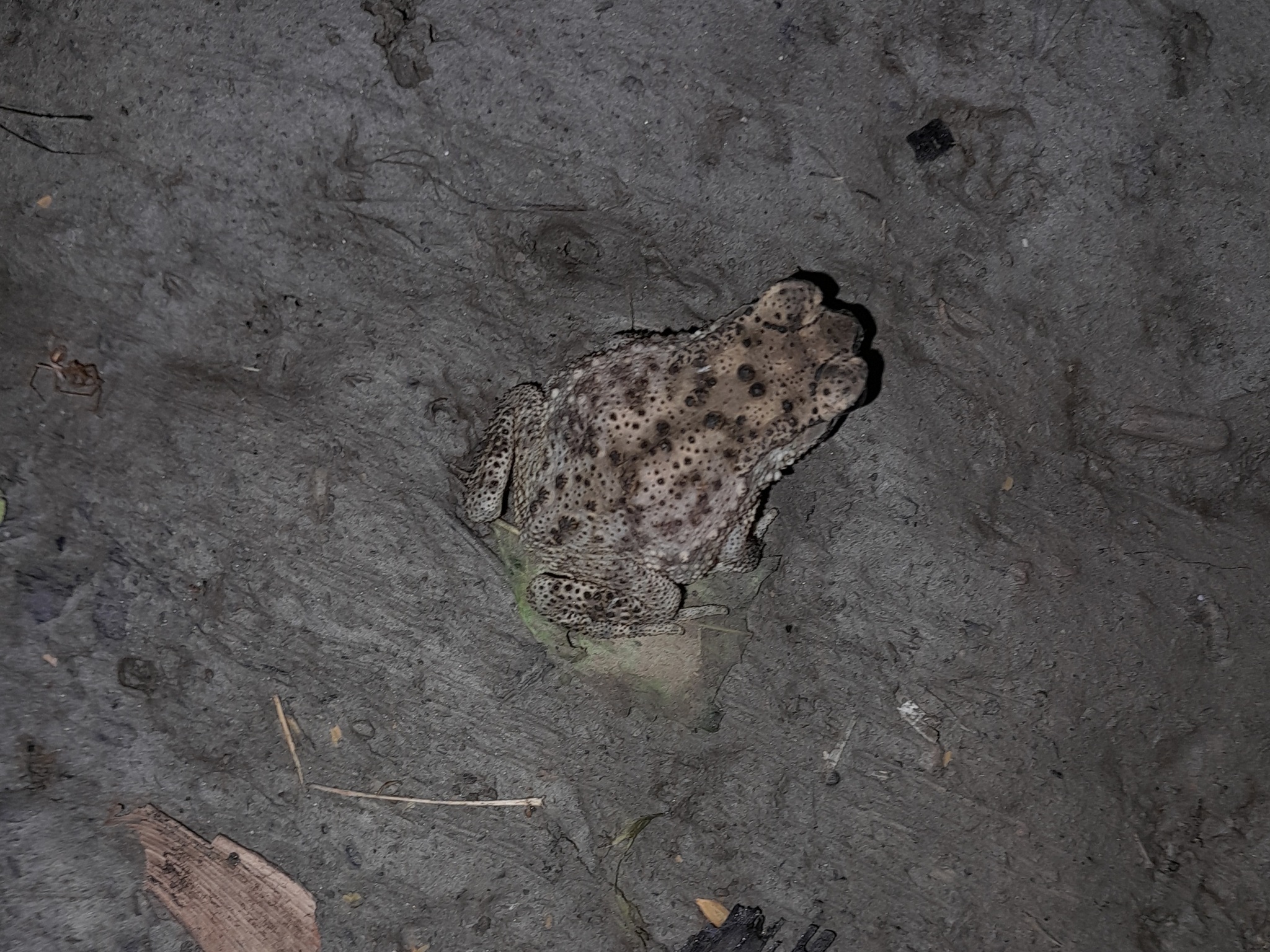 Indian Common True Toad