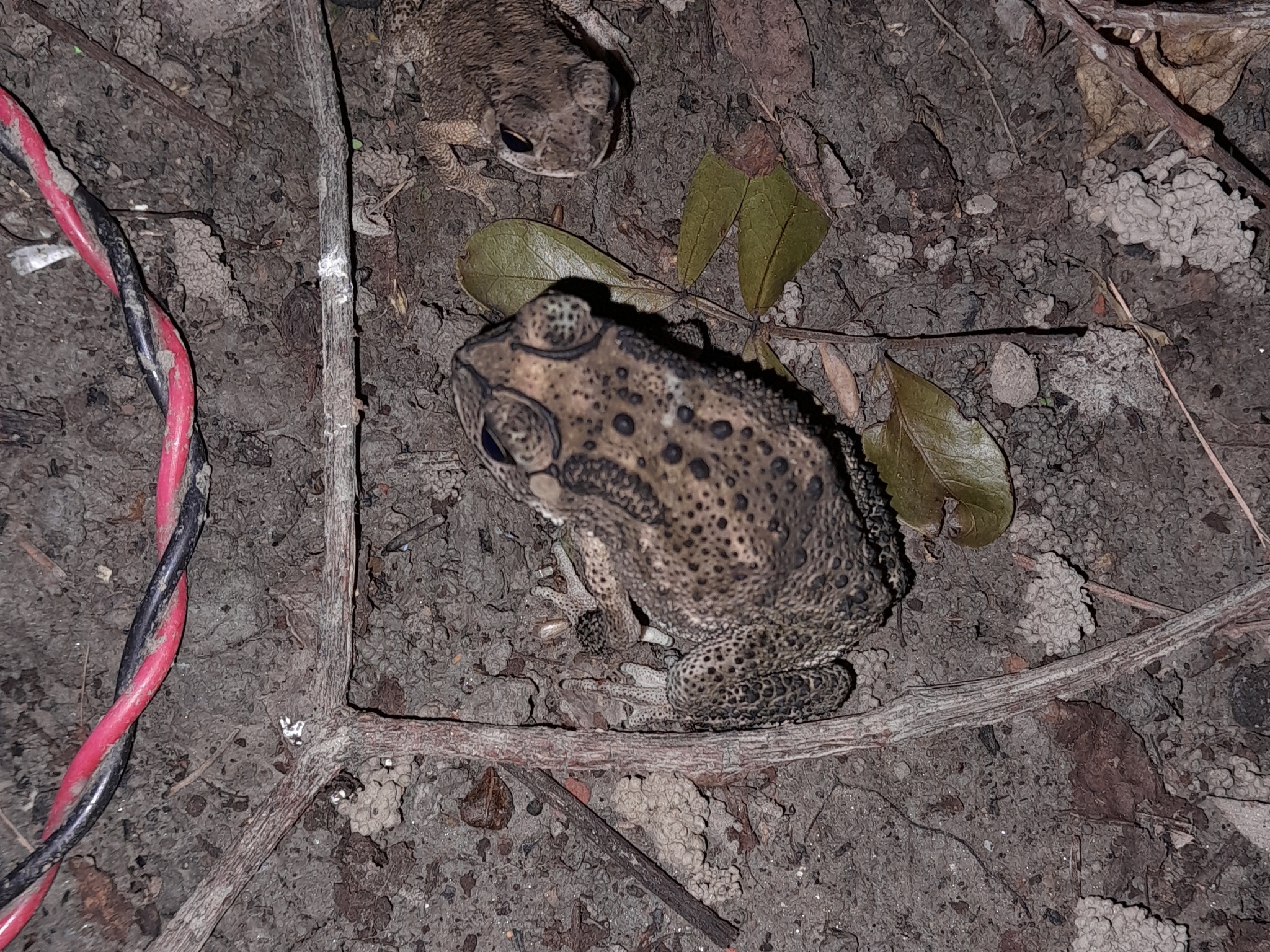 Indian Common True Toad