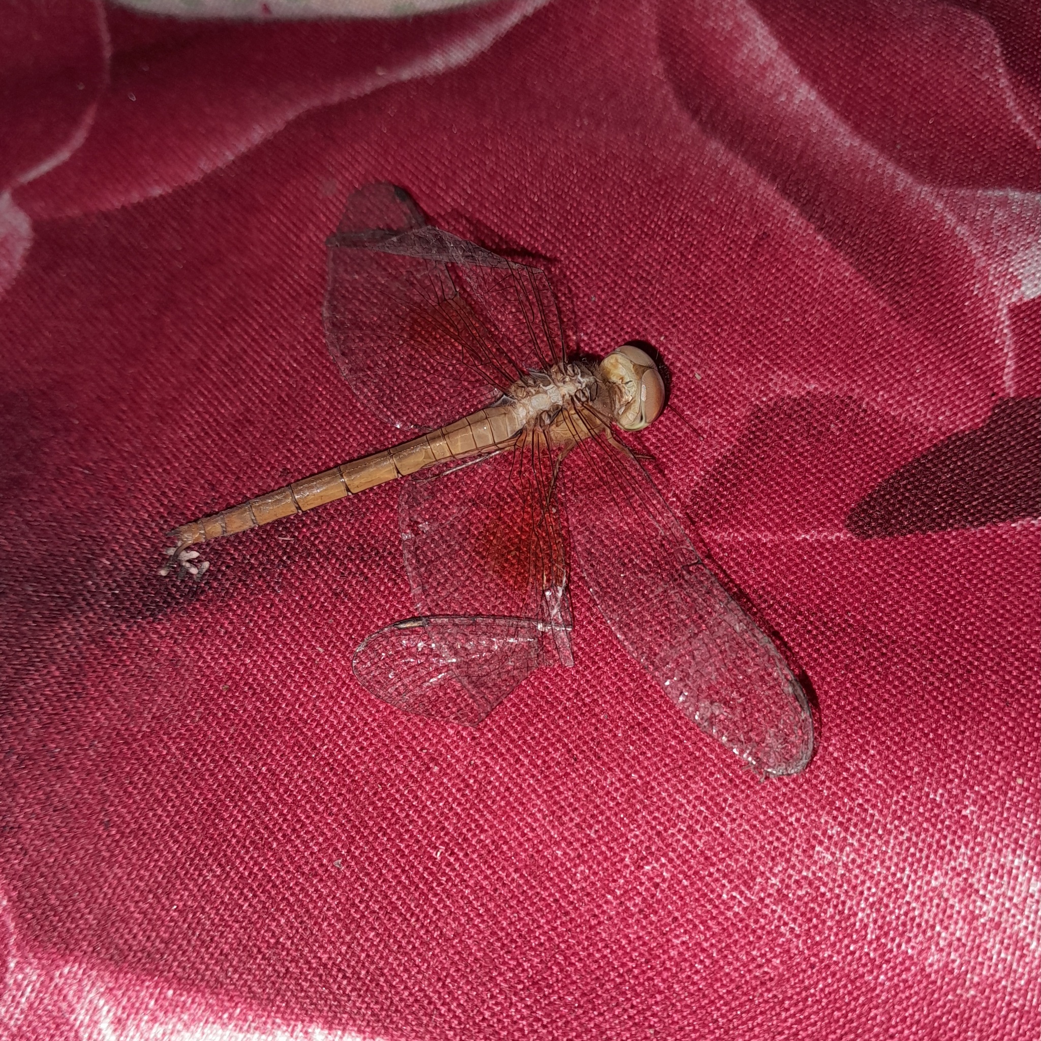 Coral-Tailed Cloudwing