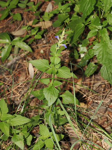 Salvia arizonica