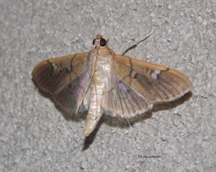 Microthyris anormalis