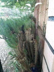 Austrocylindropuntia subulata