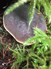 Xerocomellus zelleri