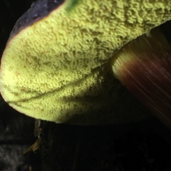 Xerocomellus zelleri