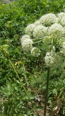 Angelica scabrida