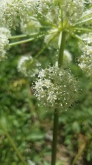 Angelica scabrida
