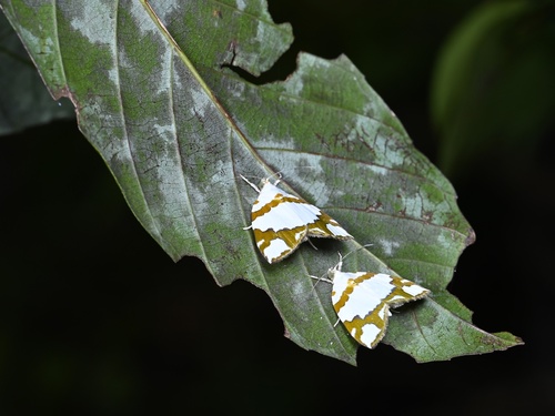 Ariolica chinensis