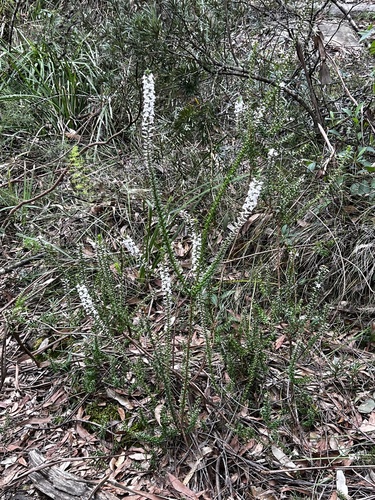 Australian Heath (Epacris purpurascens)