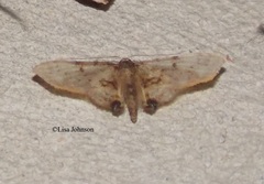 Idaea furciferata