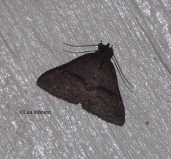 Hypenula cacuminalis