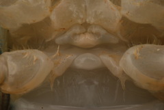 Procambarus dupratzii