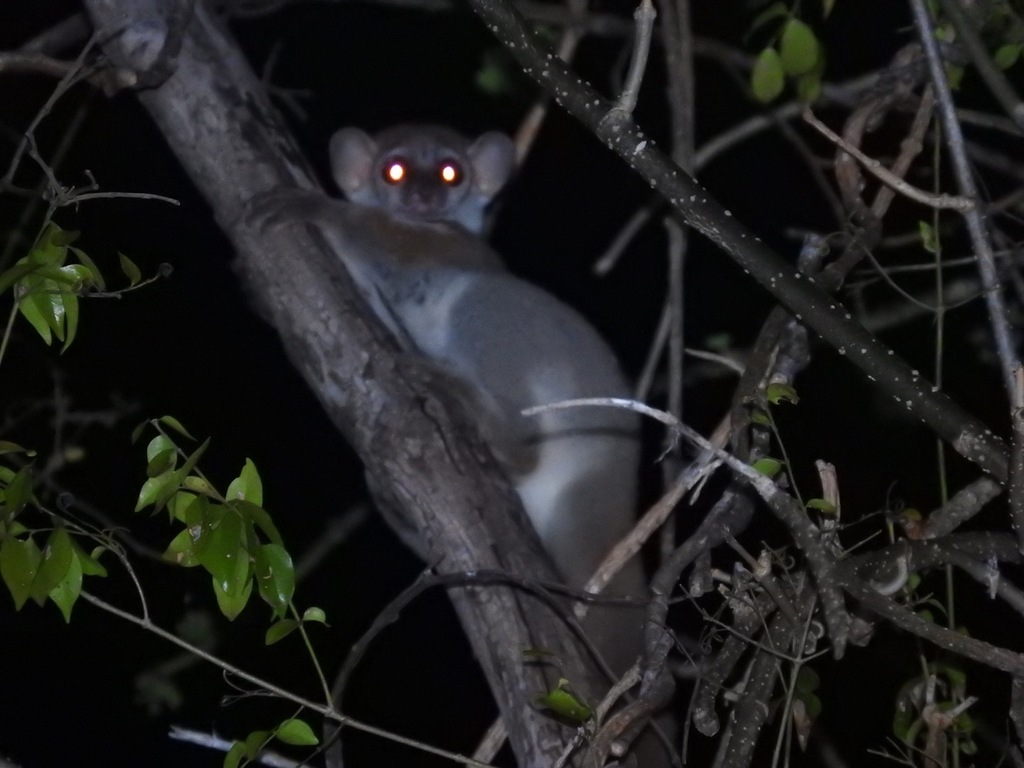 Anjiamangirana Sportive Lemur