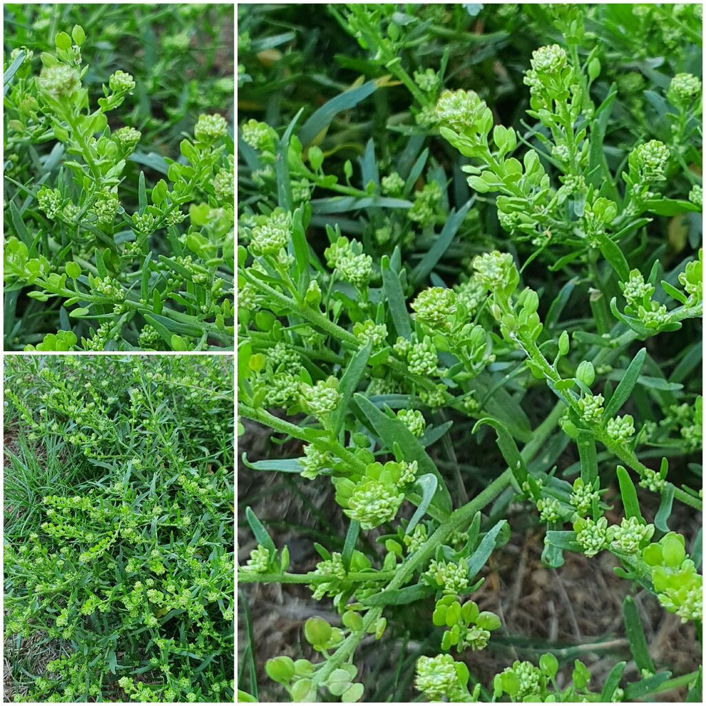 Lepidium apetalum; photograph (c) Urgamal Magsar, some rights reserved (CC BY)
