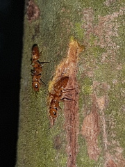 Pseudomyrmex triplarinus