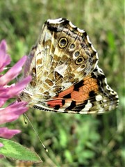 Vanessa cardui