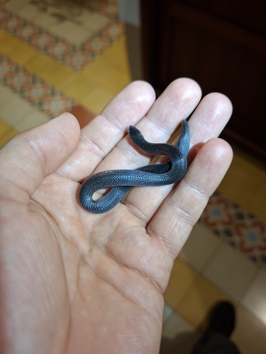 Northern Ground Snake