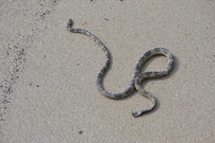 Hydrophis elegans
