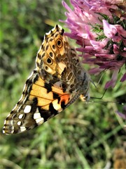 Vanessa cardui