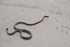 Hydrophis elegans
