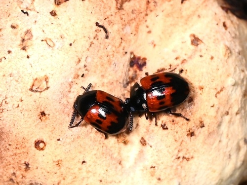 Diaperis lewisi