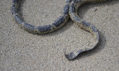 Hydrophis elegans