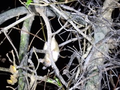 Macrotarsomys bastardi