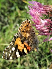 Vanessa cardui