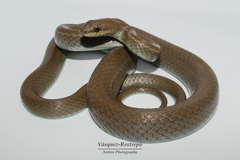 Mastigodryas danieli