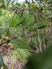 Morella cerifera image