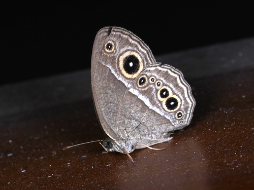 Painted Bushbrown