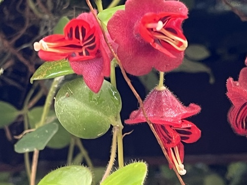 Aeschynanthus tricolor, photograph 2