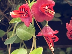 Aeschynanthus tricolor, photograph (c) 謝麗霦, some rights reserved (CC BY)