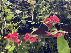 Aeschynanthus tricolor, photograph (c) 謝麗霦, some rights reserved (CC BY)