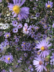 Symphyotrichum novi-belgii